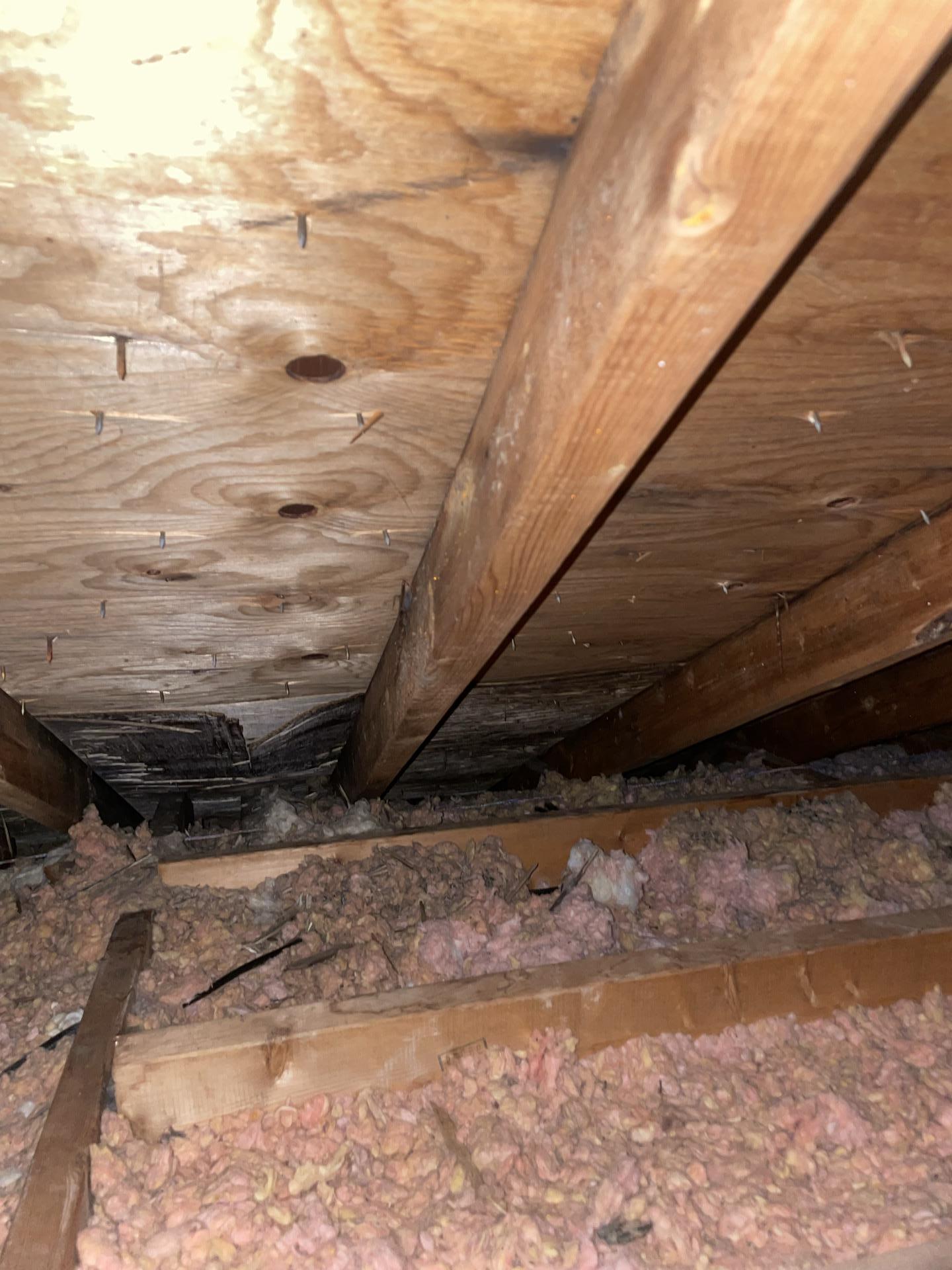 Attic Mold Inspection Waterloo | GTARestoration.ca