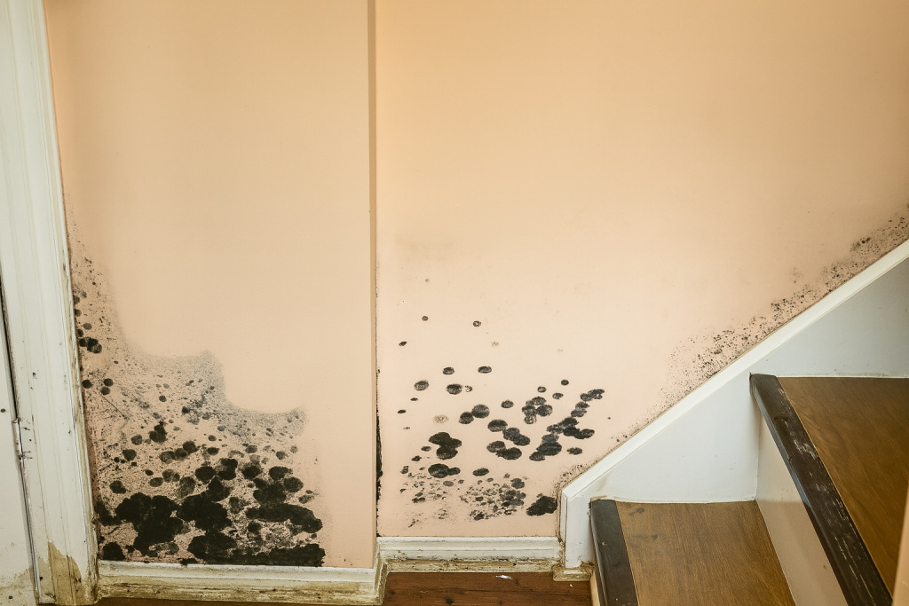 Visible mould growth on interior wall and carpeted floor before professional remediation by GTA Restoration in Toronto GTA